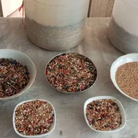 دون پرنده دان عروس برزیلی طوطی