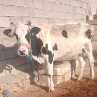 گاوهلشتاین اصل