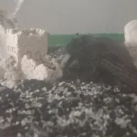 اکواریوم ب همراه ۳ ماهی و ۴قفس ۱۰۳۳|ماهی|تهران, سبلان (لشگر)|دیوار