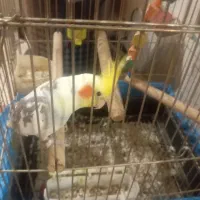 فروش عروس هلندی یک ساله تقریباً سخنگو