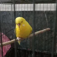 مرغ عشق هلندی