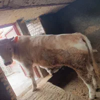 نوکل شاروله  درجه یک