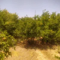 باغ 500 متری سند دار جهادآباد معاوضه|فروش دفتر صنعتی، کشاورزی، تجاری|شاهین‌شهر, برخوار غرب|دیوار