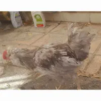 خروش گلین مرغ محلی