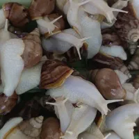 حلزون نصف قیمت