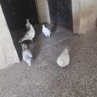 کفتر  نردونه 250