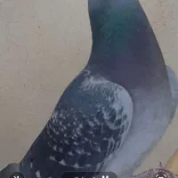 کفتر مسابقه ای جان اردن  مایکل بیوک مسافتی