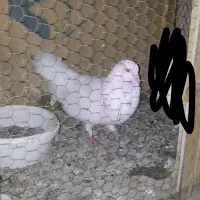 کبوتر گمشده|پرنده|پاکدشت, پاکدشت (مامازند)|دیوار