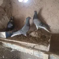 کبوتر سینه و زاغ دم|پرنده|بیرجند, |دیوار