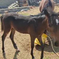 اسب مادیان با کره مادیان