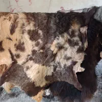 پوست گوسفندی