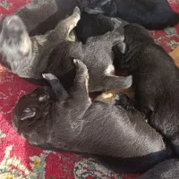 توله سگ ژرمن،پدر مادر وارداتی|سگ|آبیک, |دیوار