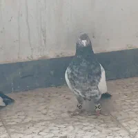 دم سرخ|پرنده|شوشتر, |دیوار