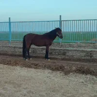 نریون دوخون