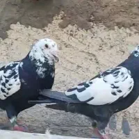 فروشی نرو ماده گاوک سیاه درجه یک عالی کبوتر کفتر|پرنده|شیراز, باجگاه|دیوار