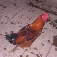خروس محلی  اصیل سالم