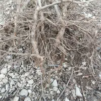 نهال گیلاس|خدمات باغبانی و درختکاری|بجنورد, |دیوار