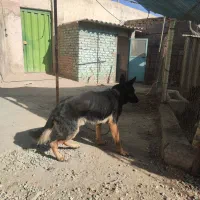 سگ ژرمن یک ساله|سگ|ورامین, خیر آباد|دیوار