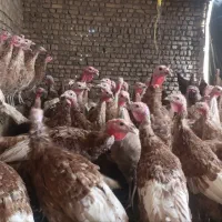 بوقلمون بربون تعداد 100 نر و ماده یکجا بفروش میرسد|حیوانات مزرعه|دشتابی, |دیوار