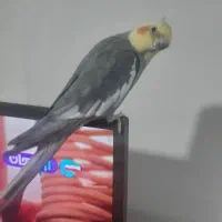 عروس هلندی نر