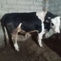 گوساله نر سیمیتال