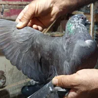 کبوتر پرشی|پرنده|شهریار, شهریار|دیوار