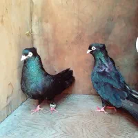 زاغ آبادانی