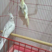 دوکت پروانه مولد کف قیمت