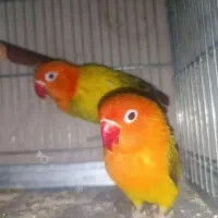طوطی برزیلی