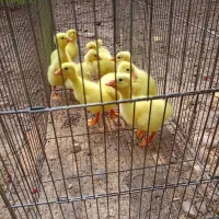 جوجه محلی  بوقلمون اردک اسرائیلی