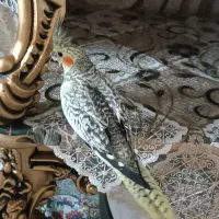 عروس|پرنده|قم, حاج خلیل|دیوار