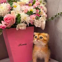 بچه گربه