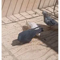 گم شده .نر شمشادی.نر کرز و ماده زاغ|حیوانات|کرمانشاه, |دیوار