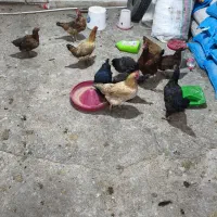 مرغ محلی|حیوانات مزرعه|نورآباد, |دیوار