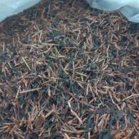 جشنواره عرضه چای|خوردنی و آشامیدنی|نور, |دیوار