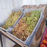 سبد انگور