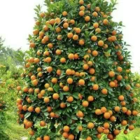 پرتقال درجه یک ۵۰هزار