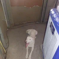 سفید برفی برای نگهبانی ویلا|سگ|کرمان, |دیوار