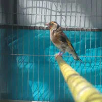 سهره متولدقفس