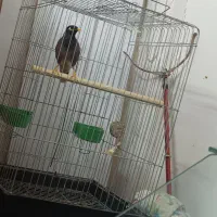 پرنده