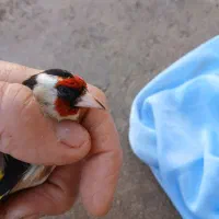 سهره نر جوان|پرنده|مسجد سلیمان, |دیوار