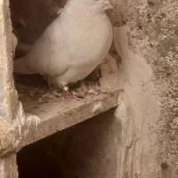 کفتر نر ماده سفید اراکی