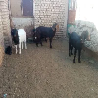 سه راس بز جوان زایده فروشی