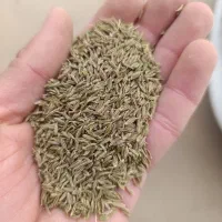 زیره سبز تمیز عالی