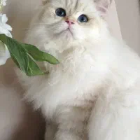 گربه بیریتیش لانگ هیر|گربه|قم, شاه ابراهیم|دیوار