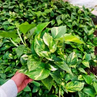 پیتوس ،آکرونما|گل و گیاه طبیعی|شیرود, |دیوار