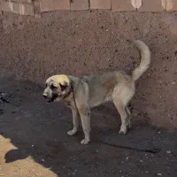 واگذاری سرابی پژدر عراقی الابای خراسانی افغان