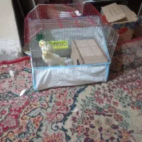 عروس هلندی نرو ماده