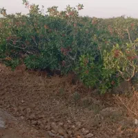 نیازمند کارگر ابدار سالیانه