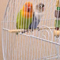 طوطی کوتوله برزیلی